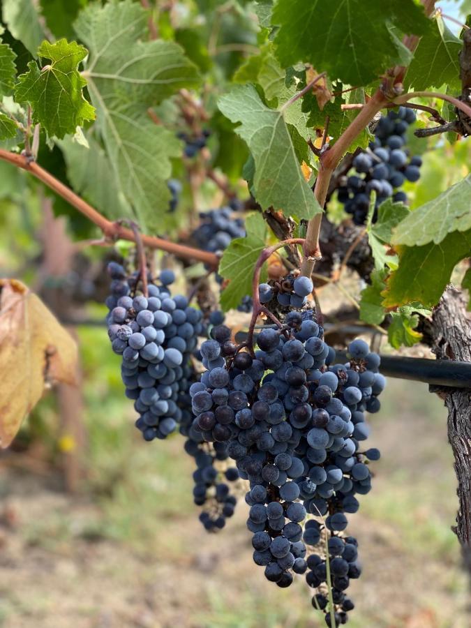 Trie Vineyard Cottage Grevena Luaran gambar